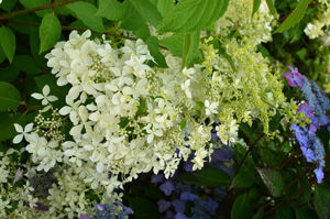 Obraz Hydrangea